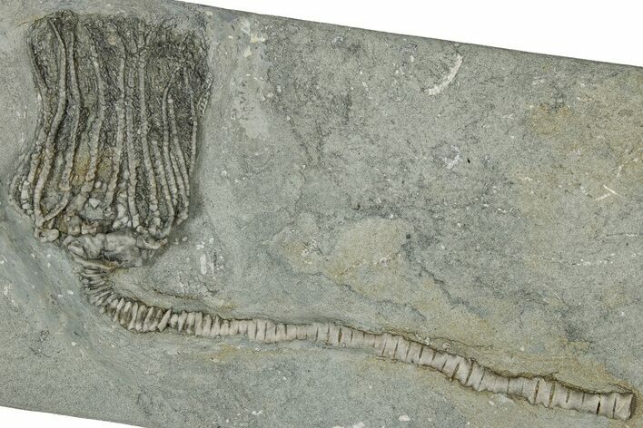 Fossil Crinoid (Platycrinites) - Crawfordsville, Indiana #359208